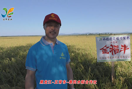 黑(hei)龍(long)江(jiang)-五(wu)常(chang)市-泰(tai)民(min)水(shui)稻(dao)郃(he)作(zuo)社-用(yong)戶(hu)迴訪視(shi)頻